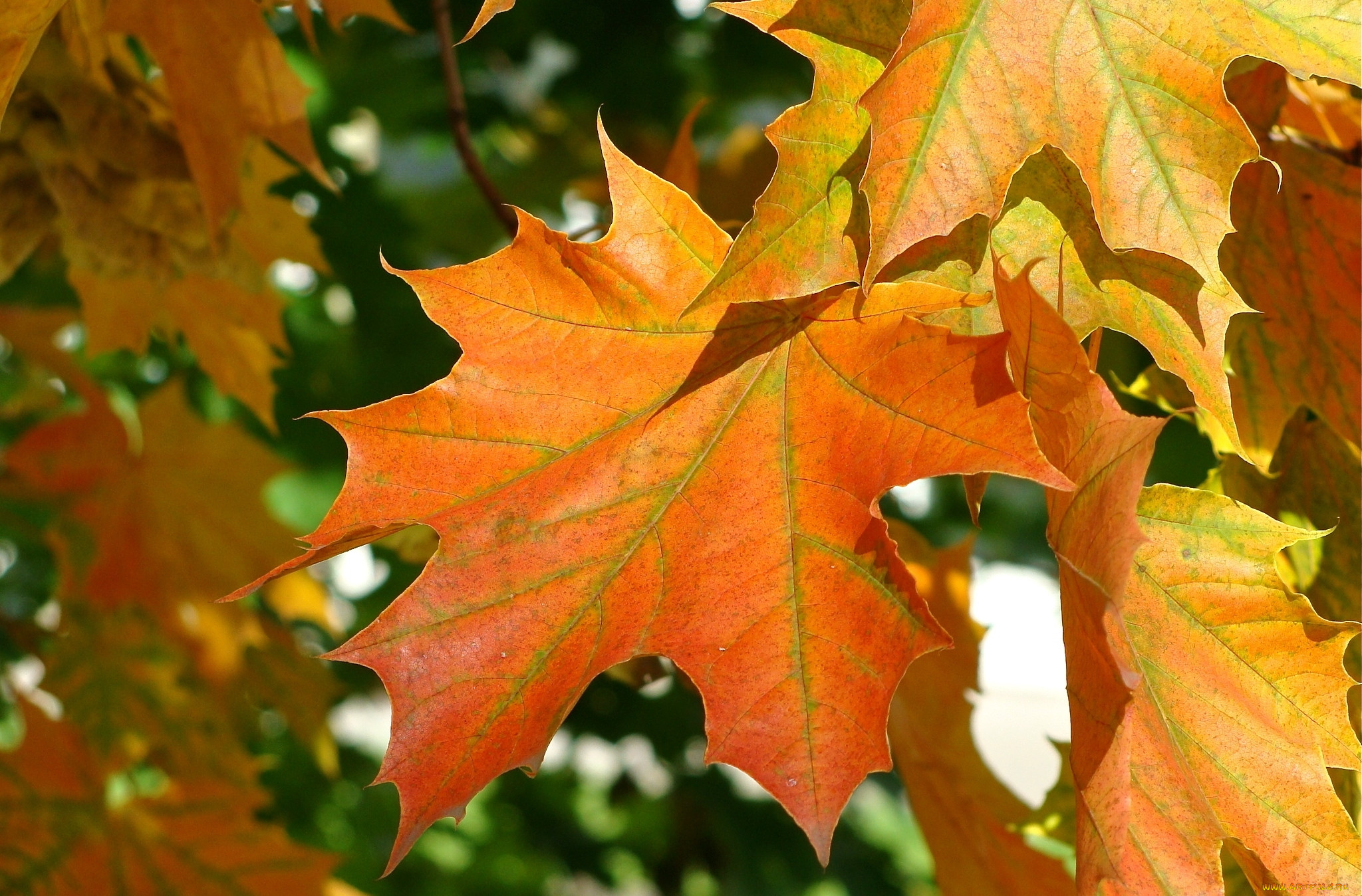 Осенние кленовые листочки